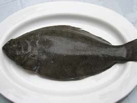 flounder fish in tagalog|How to say flounder in Filipino .